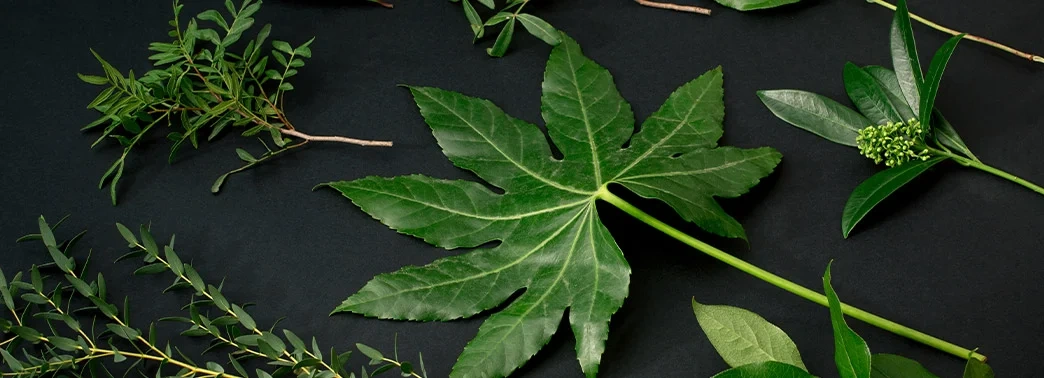 dis-eti-cekilmesine-ne-iyi-gelir